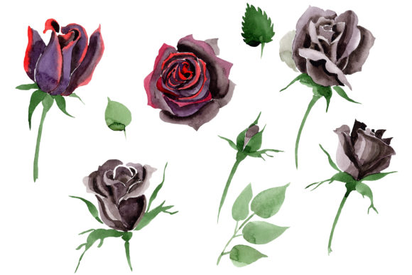Black Rose Flower Watercolor: A Versatile Design Essential