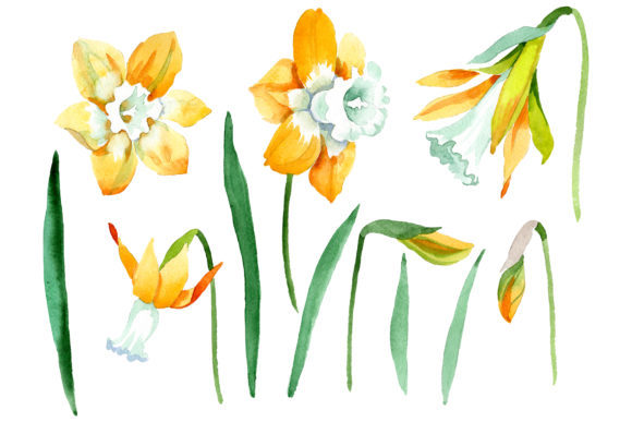 Choosing Yellow Narcissus Watercolor Clipart for Creative Projects