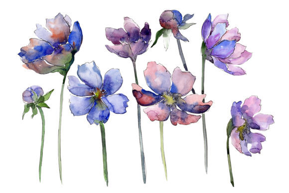 Cosmos Flower Blue Watercolor: A Strategic Asset for Creative Professionals