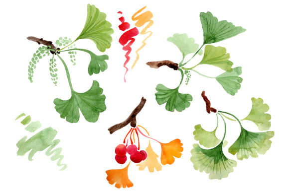 Ginkgo Biloba Watercolor: A Versatile Design Resource for Creative Projects