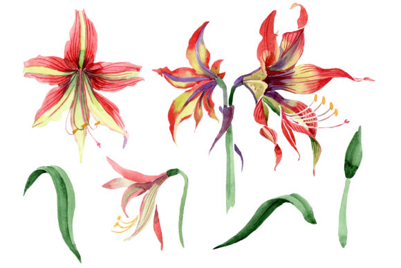 Hippeastrum Red and Yellow Flower Watercolor