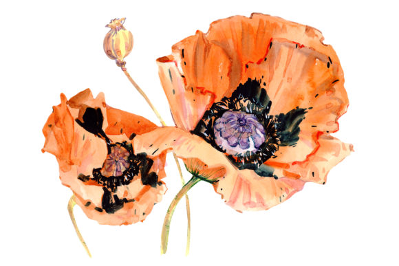 Original Poppy Red Watercolor: A Versatile Design Tool for Modern Creatives