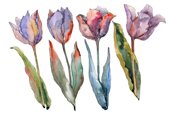 Tulips Fiery Hello Watercolor: Art for Design