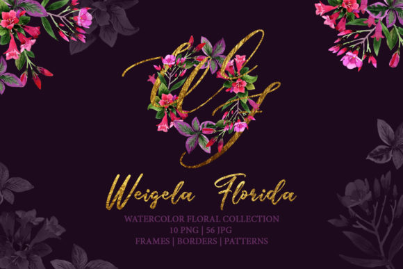 Weigela Florida Watercolor